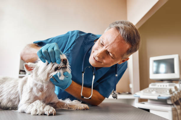 Best Emergency Denture Repair in Sutter, CA
